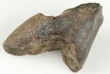Rooted Ceratopsian Dinosaur Tooth - Judith River Formation #198668-3